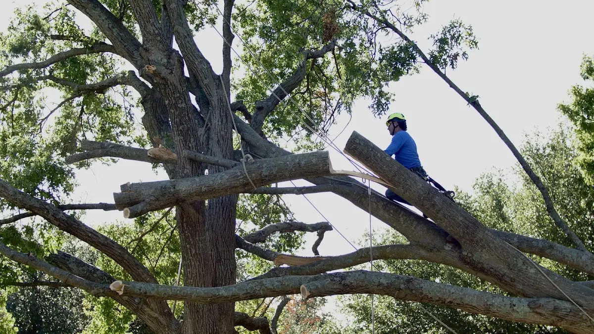 Professional Hazardous Tree Removal performed by certified arborists in Whiteland