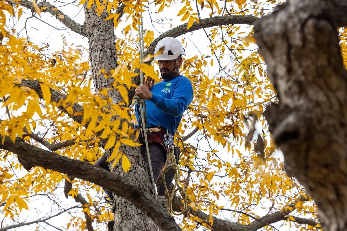 Skilled Tree Transplanting crew working in Whiteland